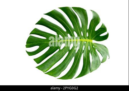 Monstera leaves leaves with Isolate on white background Leaves on white Stock Photo