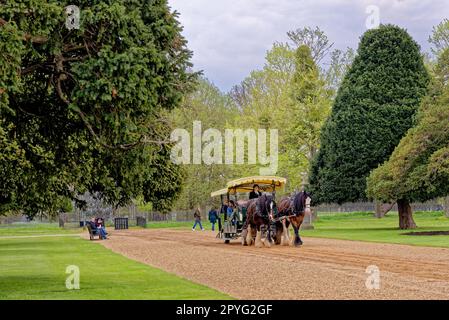 Shire Horses pulling Tourist carriages - Hampton Court Palace, London, England, United Kingdom. 22nd of April 2023 Stock Photo
