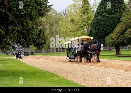 Shire Horses pulling Tourist carriages - Hampton Court Palace, London, England, United Kingdom. 22nd of April 2023 Stock Photo