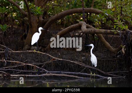 A beautiful snowy egret bird perches on a branch with the Congo River in the background, showcasing its elegant white feathers and sharp beak Stock Photo