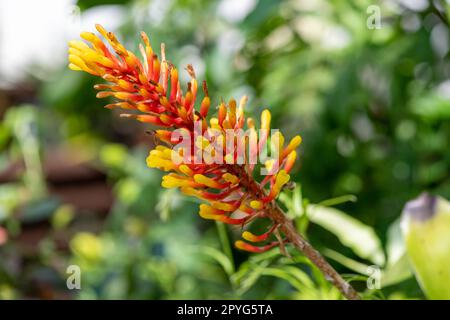 Close up of an aechmea winkleri flower in bloom Stock Photo