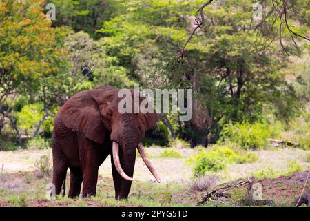 This photo captures the impressive presence of an old African elephant, with its wrinkled skin and long tusks, standing tall on the vast savannah of t Stock Photo