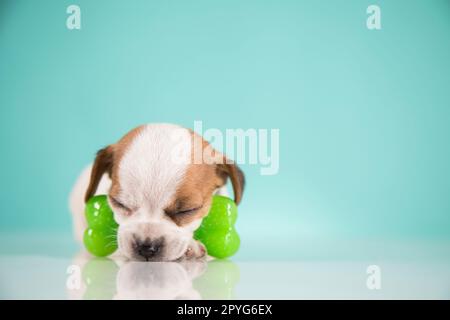 A little dog sleeps with a rubber bone Stock Photo