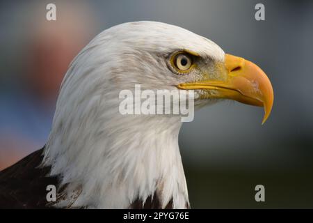 close up head shot of bald eagle Stock Photo