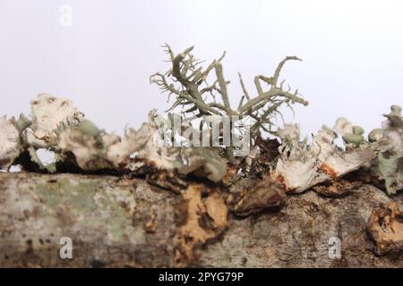 Lichen Tree Fungus Growing on Tree Branch in East Texas Stock Photo
