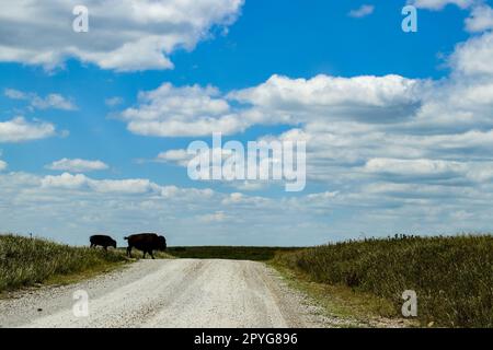 Silhouette of two buffalo crossing the road again a beautiful sky with fluffy white clouds Stock Photo