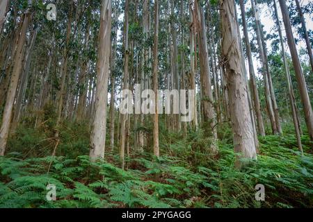 Eucalyptus forest in Galicia, Spain Stock Photo