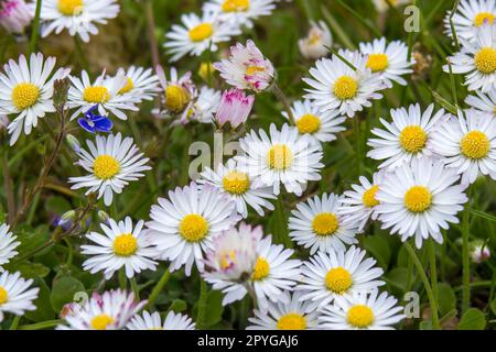 blooming daisies flowers in the garden - close up Stock Photo