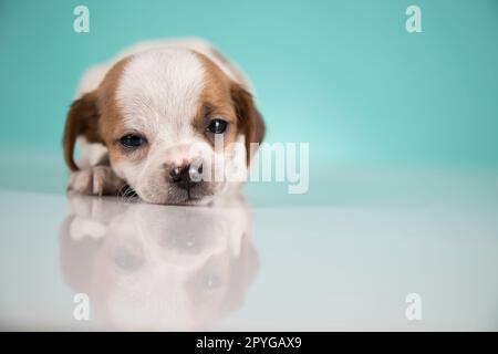Small happy dog are sleeping Stock Photo