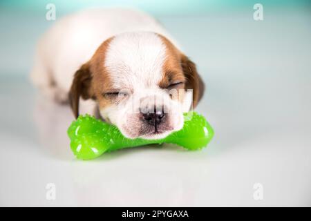 A little dog sleeps with a rubber bone Stock Photo