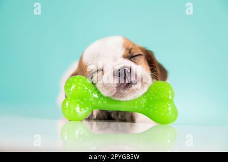 A little dog sleeps with a rubber bone Stock Photo