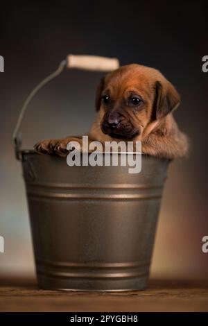 A small dog in a metal bucket Stock Photo