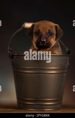 A small dog in a metal bucket Stock Photo