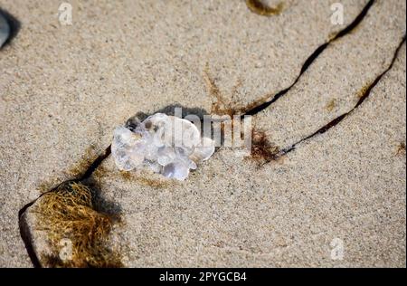 The remains of a washed-up jellyfish on the beach of the Baltic Sea. Stock Photo