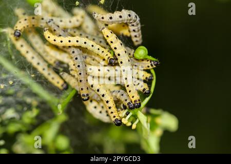 Many peony moths in a web on a shrub. Stock Photo