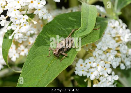 Brown grasshopper on leaf Stock Photo