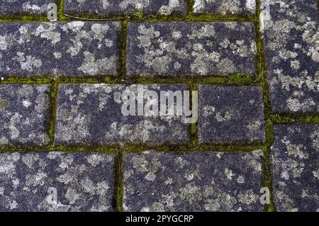 Pavers with moss Stock Photo
