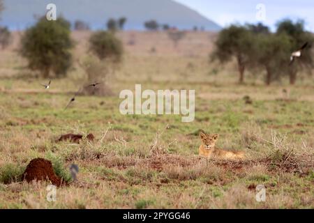 A powerful lioness rests on the vast and open savannah of the Kenyan Tsavo East reserve, her golden coat blending perfectly with the dry grasses surro Stock Photo