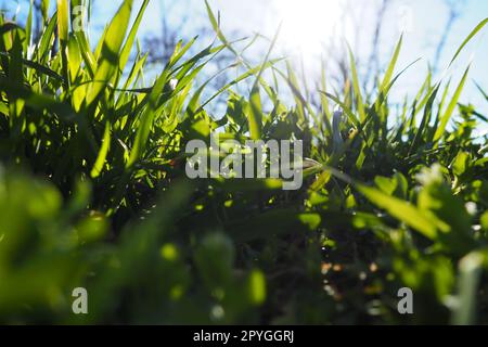 Young juicy green grass in the rays of the morning sun against the blue sky. Spring in Serbia. Sunny March. The trees have not yet released their leaves. Grass close-up, shallow depth of field Stock Photo