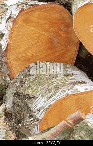 Firewood of birch. Birch tree - very fine firewood. Clearing up the garden. Stock Photo
