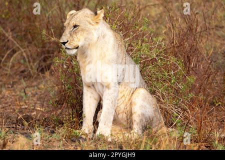 A powerful lion is captured in this photo standing on the vast savannah of the Kenyan Tsavo East reserve. With piercing eyes and a magnificent mane, h Stock Photo