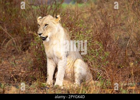 A powerful lion is captured in this photo standing on the vast savannah of the Kenyan Tsavo East reserve. With piercing eyes and a magnificent mane, h Stock Photo