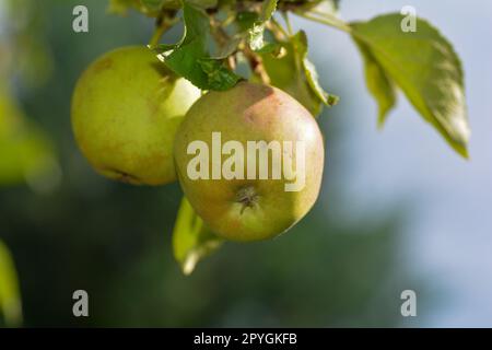 Apples on a tree Stock Photo