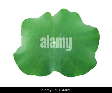A Lotus leaf on white background Stock Photo