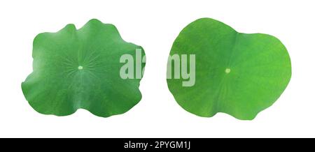 A Lotus leaf on white background Stock Photo