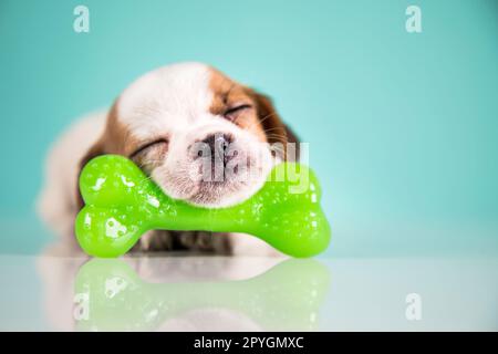 A little dog sleeps with a rubber bone Stock Photo