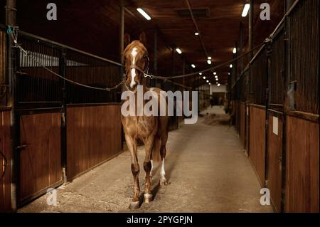 Portrait of young purebred stallion tied standing in stalls Stock Photo