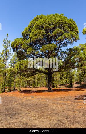 Big pine tree in Corona Forest National Park Stock Photo