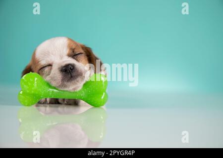 A little dog sleeps with a rubber bone Stock Photo