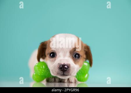 A little dog sleeps with a rubber bone Stock Photo