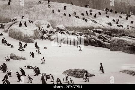 Many penguins Boulders Beach Cape Town. Colony Spectacled Penguins. Stock Photo