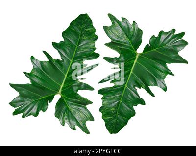 Beautiful Tropical green leaf isolated on white background Stock Photo