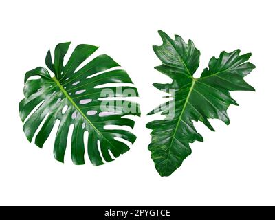Beautiful Tropical green leaf isolated on white background Stock Photo