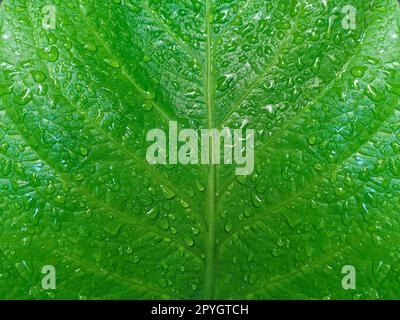Beautiful green leaf with drops of water Stock Photo