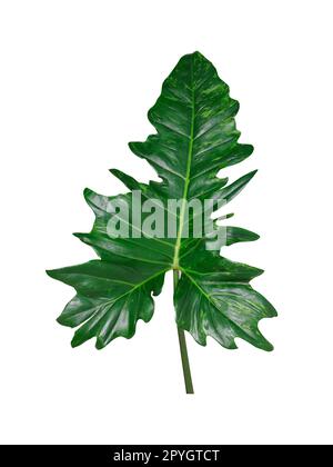Beautiful Tropical green leaf isolated on white background Stock Photo