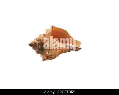 Empty seashell isolated on white background Stock Photo