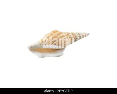 Empty seashell isolated on white background Stock Photo