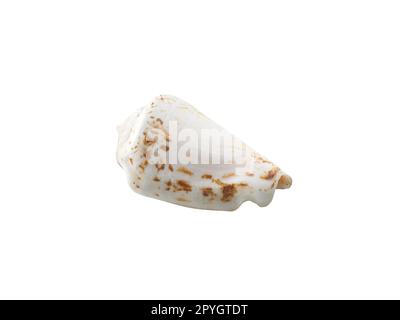 Empty seashell isolated on white background Stock Photo
