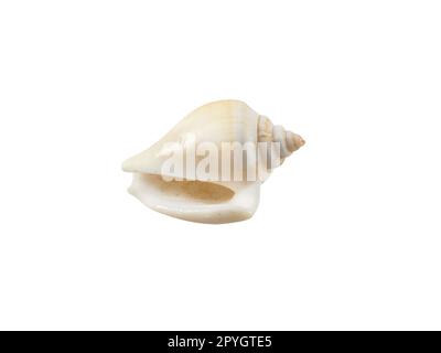 Empty seashell isolated on white background Stock Photo