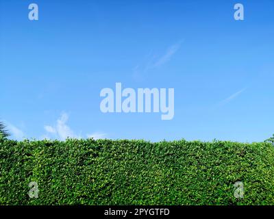 Green grass wall texture and bright blue sky Stock Photo
