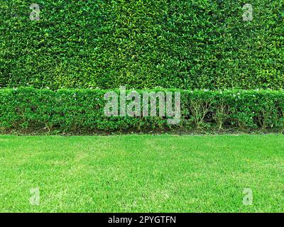 green grass field isolated on white background Stock Photo