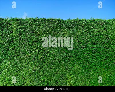 Green grass wall texture and bright blue sky Stock Photo