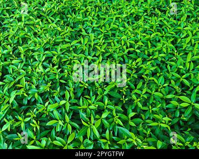 Green leaf texture. leaf texture background Stock Photo