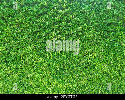 Green leaf texture. leaf texture background Stock Photo