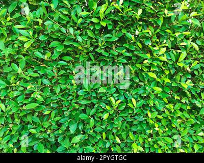 Green leaf texture. leaf texture background Stock Photo