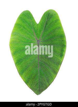 Green leaves isolated on white background Stock Photo